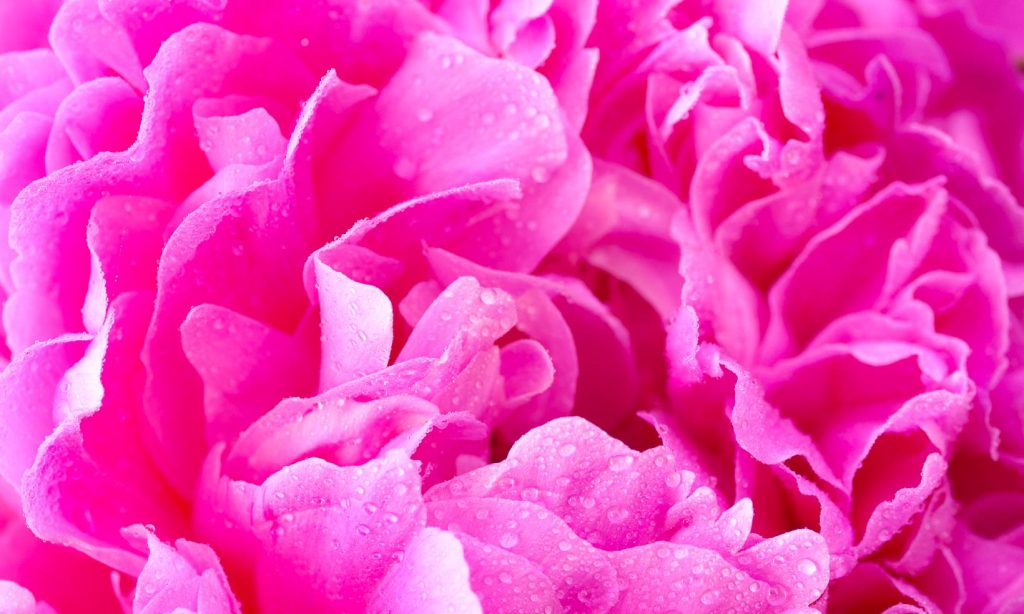 close up view of the centre of a pink peony flower