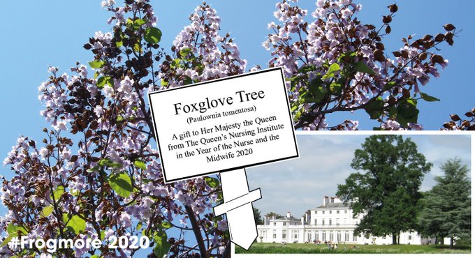 Foxglove Tree