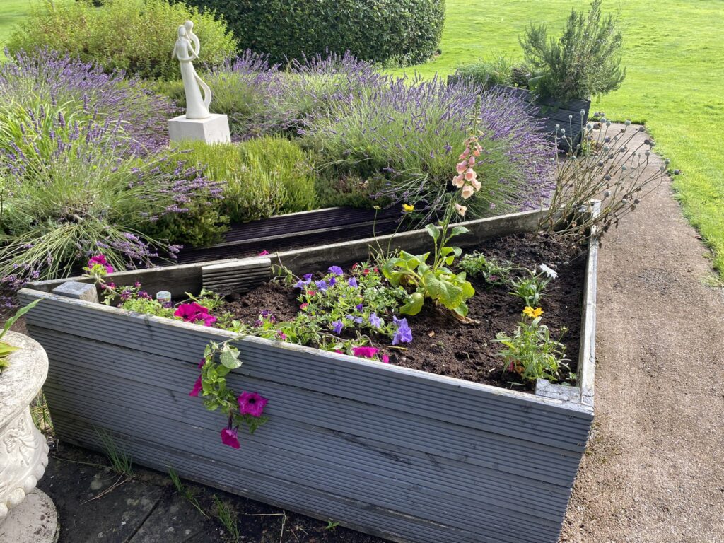 A raised flower bed with lavender and other blooming plants