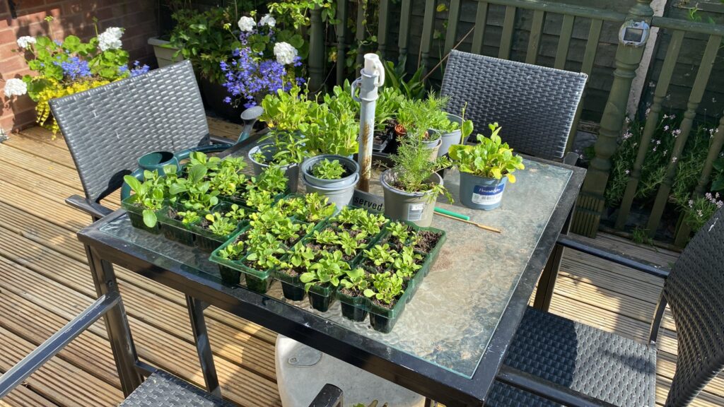 Vegetable seedlings on the table