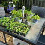 Vegetable seedlings on the table